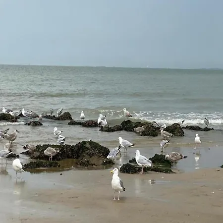 Stylish Zeedijk Sea Escape Daire Knokke-Heist